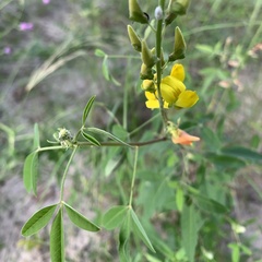 Crotalaria platysepala