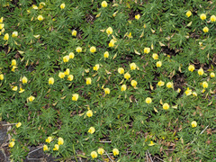 Ononis angustissima longifolia