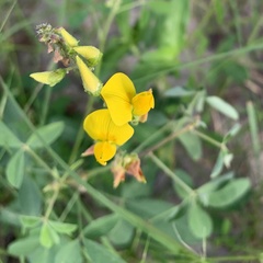 Crotalaria platysepala