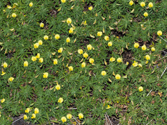 Ononis angustissima longifolia