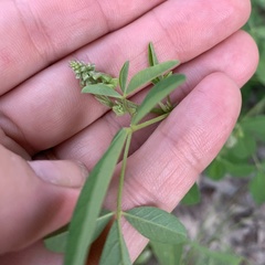 Crotalaria platysepala