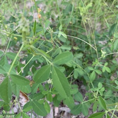 Crotalaria platysepala