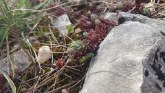 Petrosedum ochroleucum