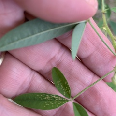 Crotalaria platysepala