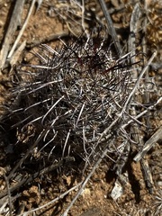 Mammillaria hutchisoniana louisae