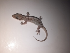 Phyllopezus pollicaris