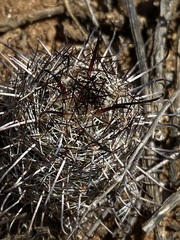 Mammillaria hutchisoniana louisae