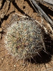 Mammillaria blossfeldiana