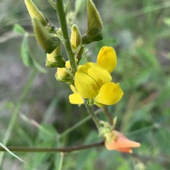Crotalaria platysepala