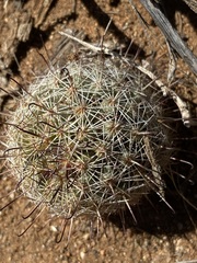 Mammillaria blossfeldiana