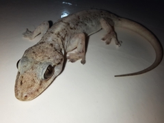 Phyllopezus pollicaris