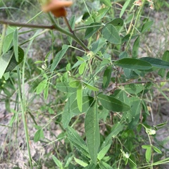 Crotalaria platysepala