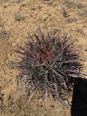 Ferocactus gracilis coloratus