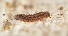 Polyxenus lagurus