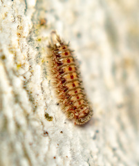 Polyxenus lagurus