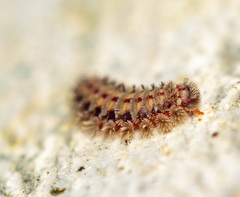 Polyxenus lagurus