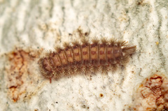 Polyxenus lagurus