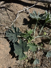 Cucurbita cordata