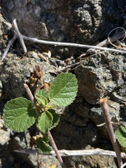 Acalypha californica