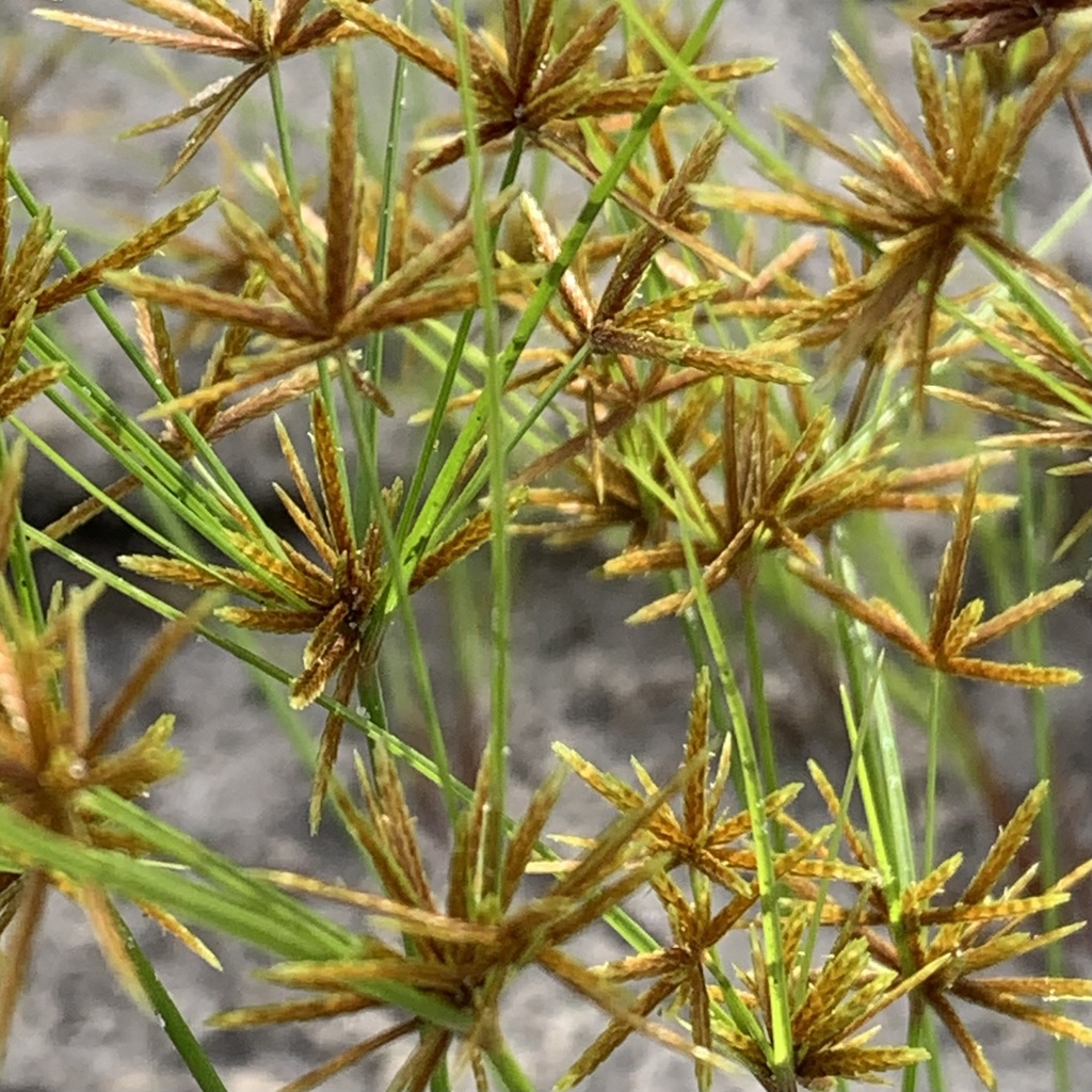 Cyperus amabilis (Cyperus amabilis)