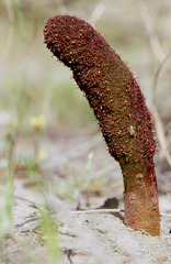 Cynomorium coccineum