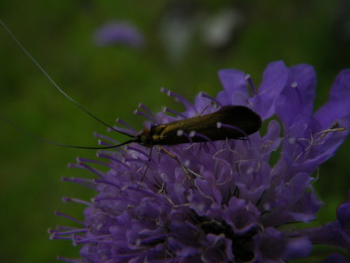 Nemophora metallica