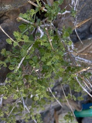 Pleurocoronis laphamioides