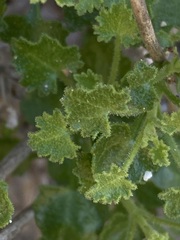 Pleurocoronis laphamioides