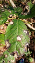 Sphaerulina westendorpii