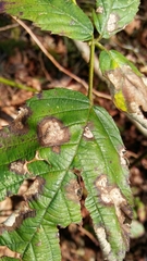 Sphaerulina westendorpii