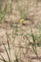 Erysimum siliculosum