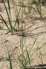 Erysimum siliculosum