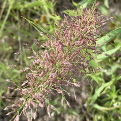 Eragrostis cylindriflora