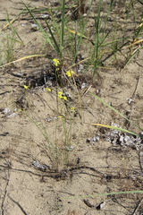 Erysimum siliculosum