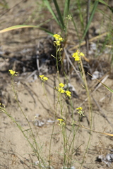 Erysimum siliculosum