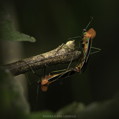 Sundarus