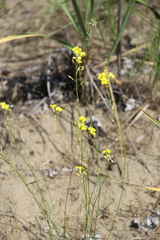 Erysimum siliculosum