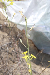 Erysimum siliculosum