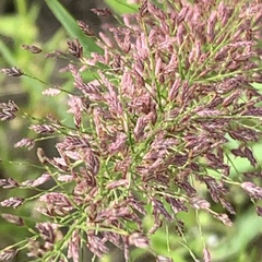 Eragrostis cylindriflora
