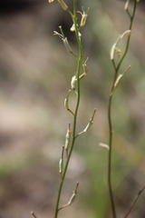 Erysimum siliculosum
