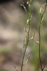 Erysimum siliculosum