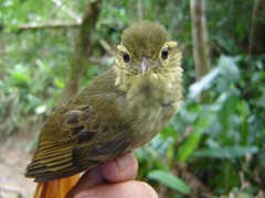 Anabacerthia ruficaudata