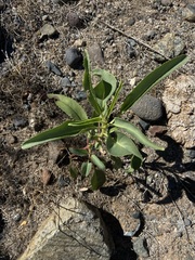 Penstemon reidmoranii