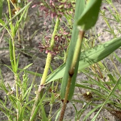 Eragrostis cylindriflora