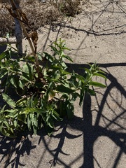 Penstemon reidmoranii