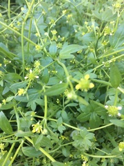 Ranunculus parviflorus