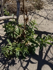 Penstemon reidmoranii