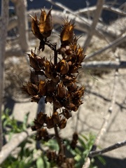 Penstemon reidmoranii