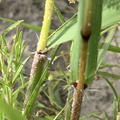 Eragrostis cylindriflora