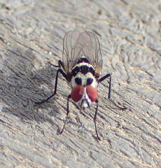 Anthomyia stuckenbergi